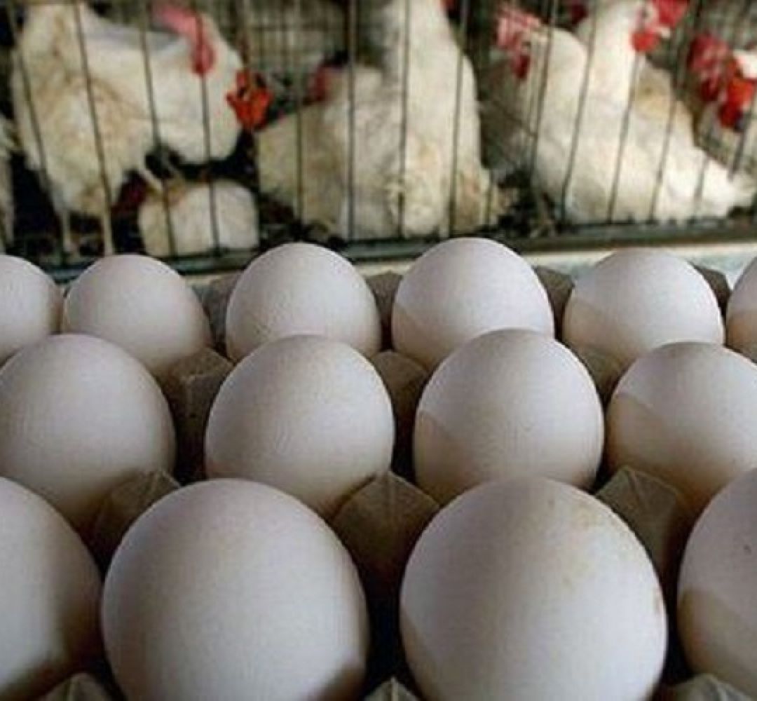کمبود نهاده‌ها آینده تولید تخم‌مرغ را تهدید می‌کند