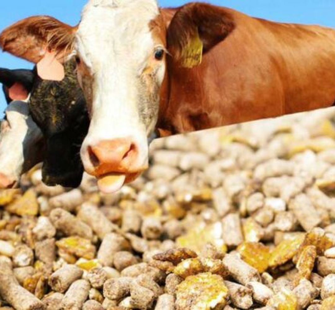 بحران تأمین خوراک دام در استان مرکزی