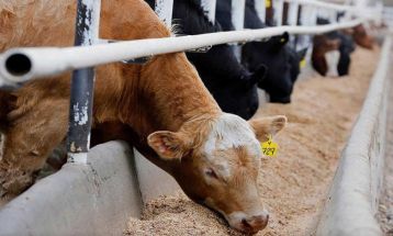 ۵ میلیون تن نهاده‌ در بنادر آزاد شد