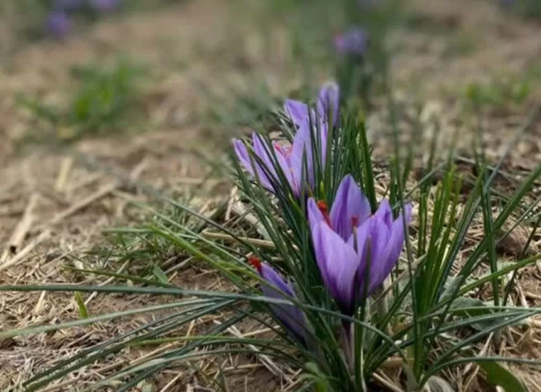 برداشت زعفران در فراهان