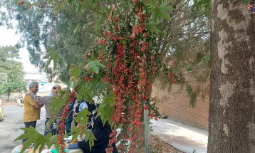 برپایی بازارچه توانمندی‌ زنان روستایی در تفرش