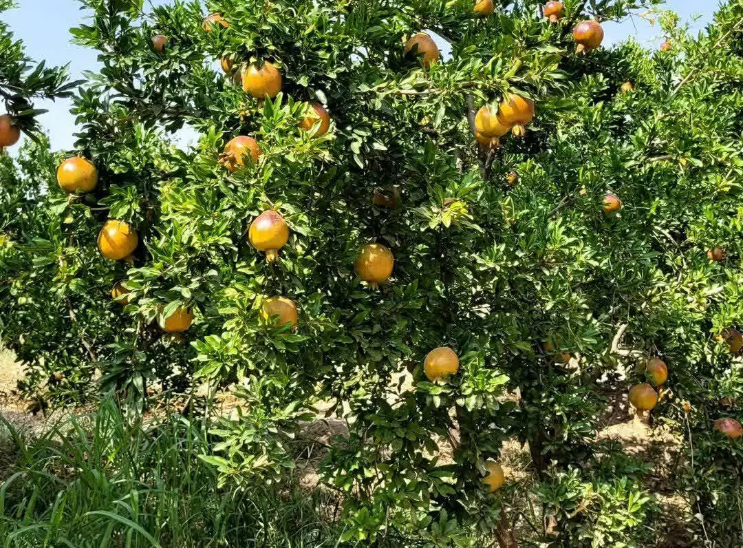 برداشت انار در ساوه