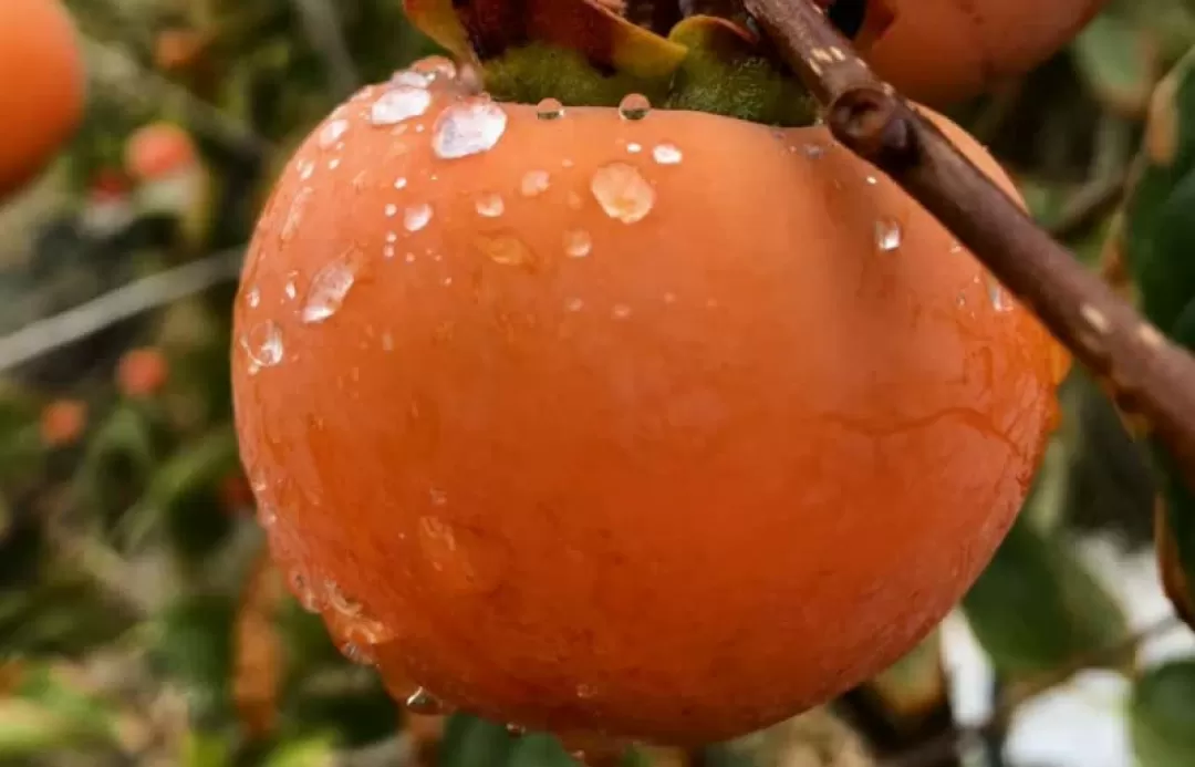 پاییز دل‌انگیز روستای «بالقلو» ساوه