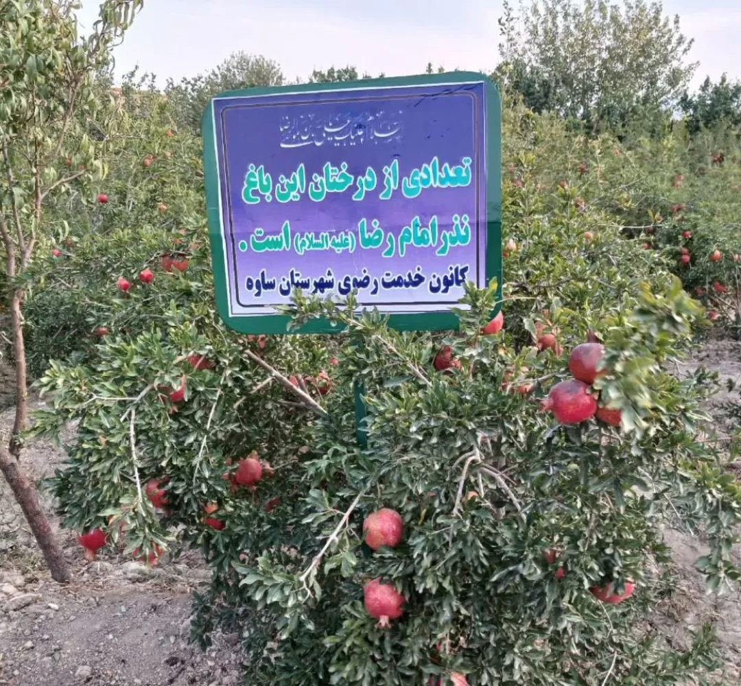 باغات انار ساوه حال و هوای امام رضایی به خود گرفت