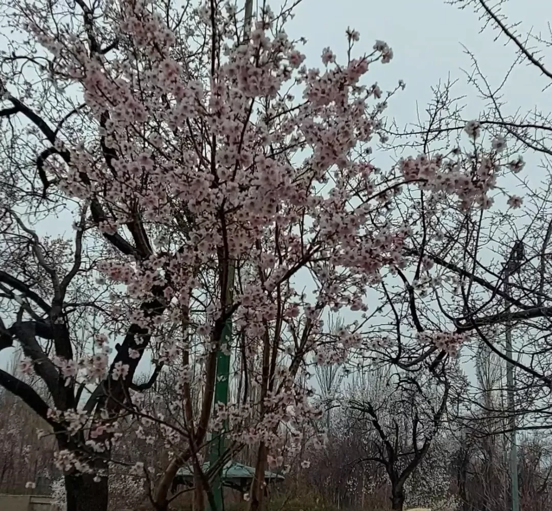 طراوت باران بهاری در تفرش