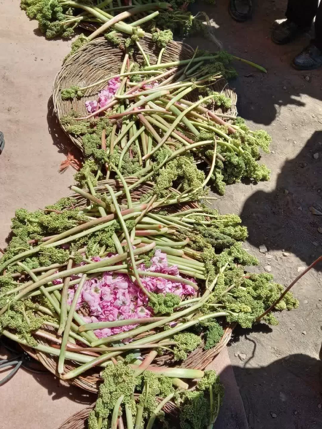 جشن ریواس در روستای راوه دلیجان