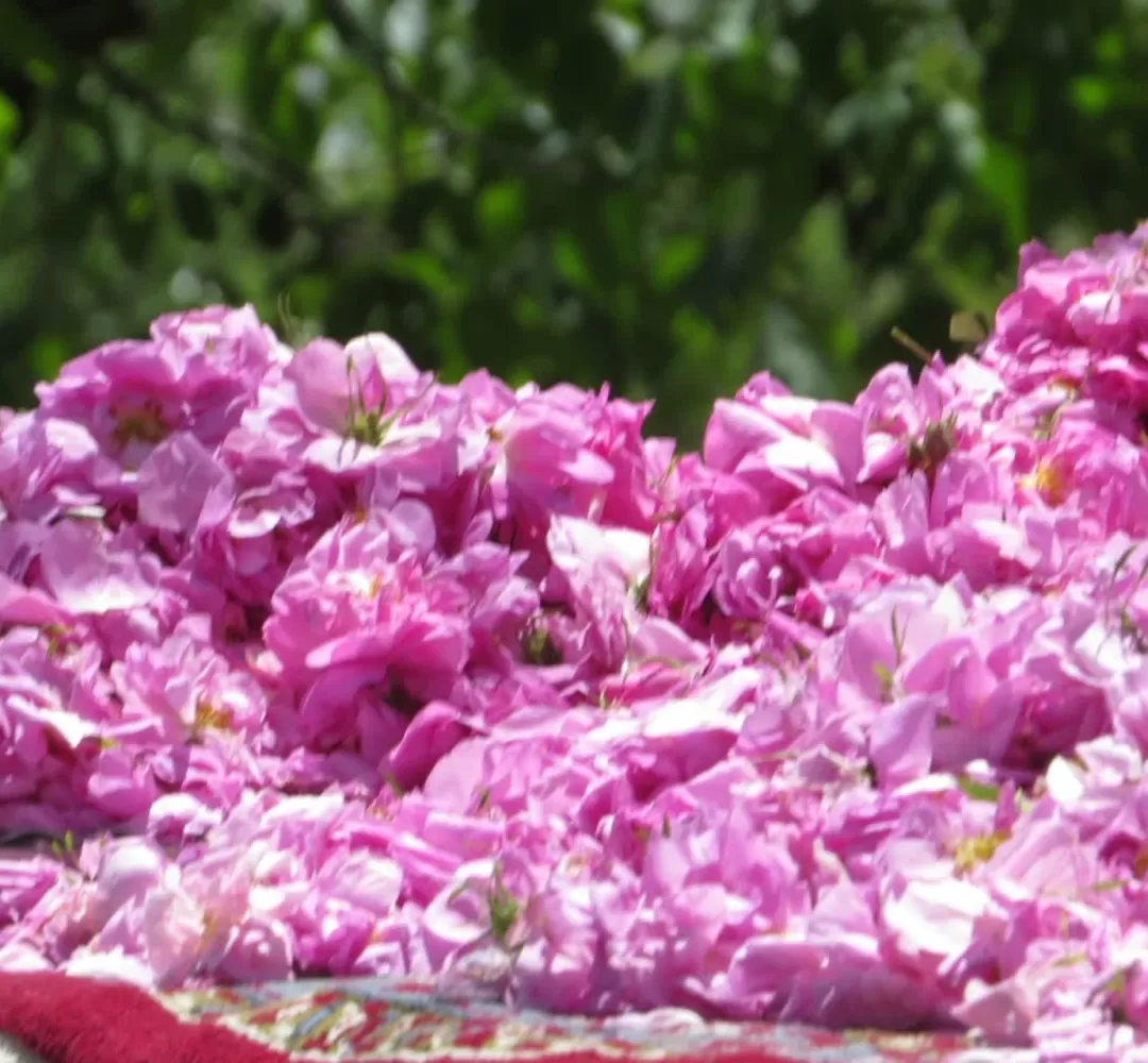 جشنواره گل و گلاب در دلیجان