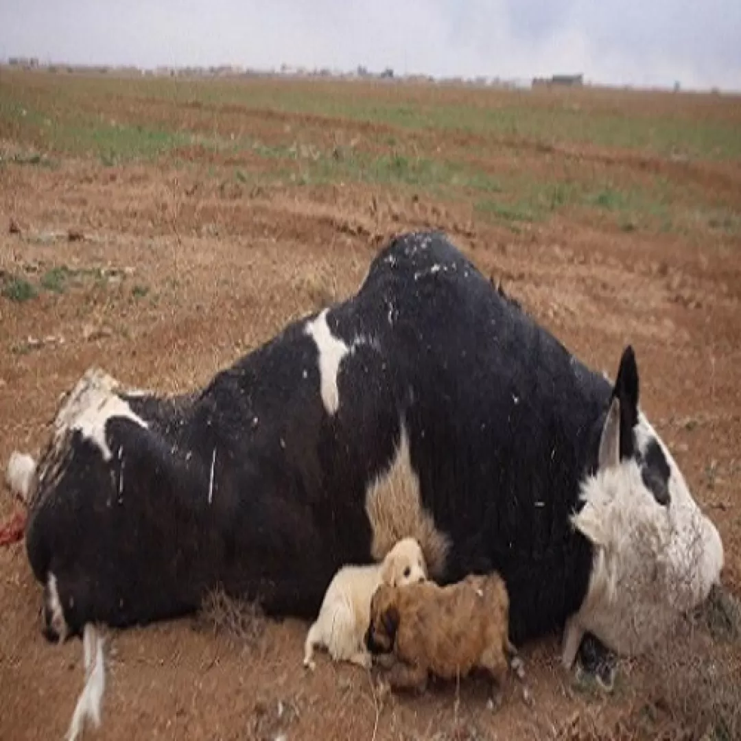 بحران کمبود دارو و تلفات دام‌ها در داودآباد