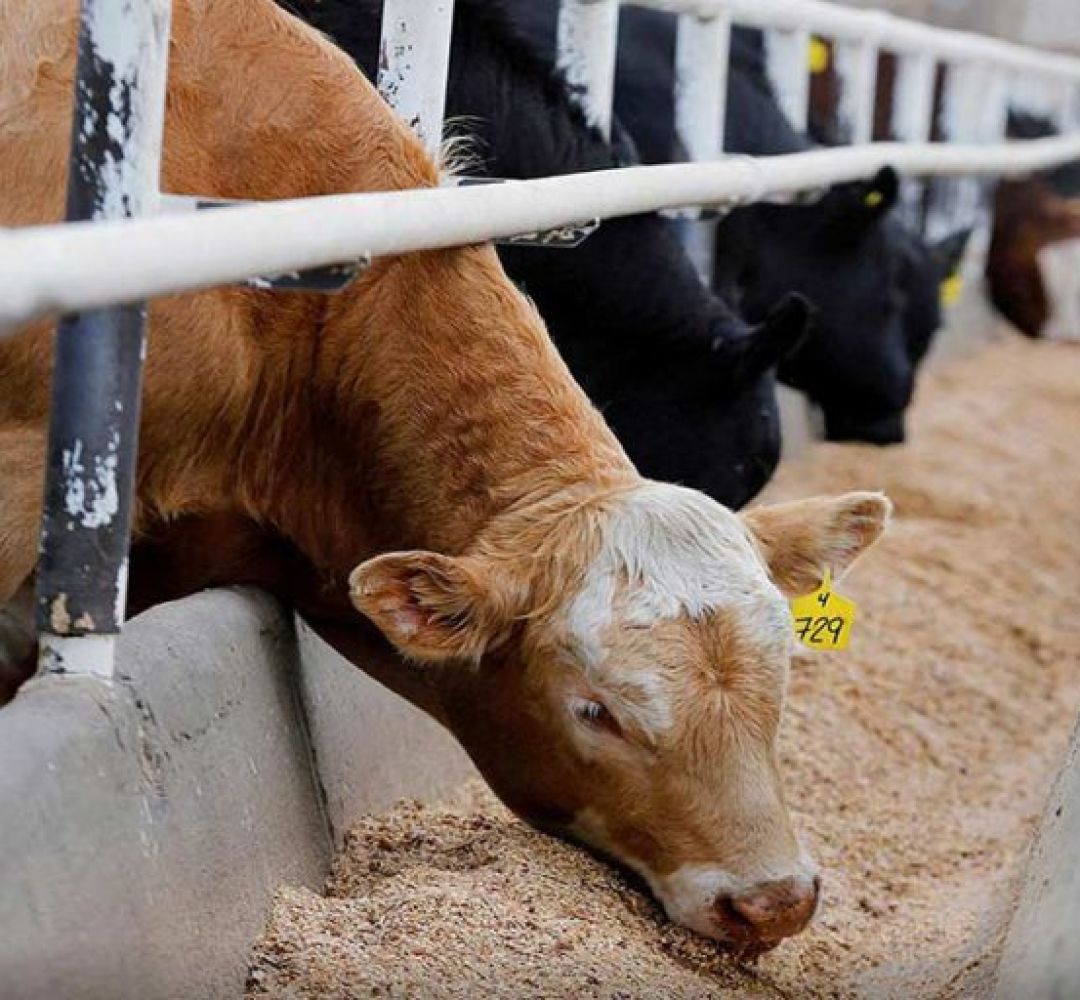 ۵ میلیون تن نهاده‌ در بنادر آزاد شد