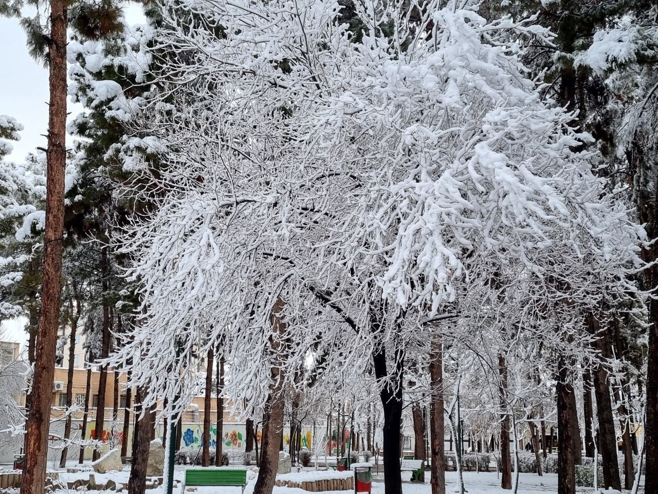 اولین برف زمستانی ساوه را سفیدپوش کرد