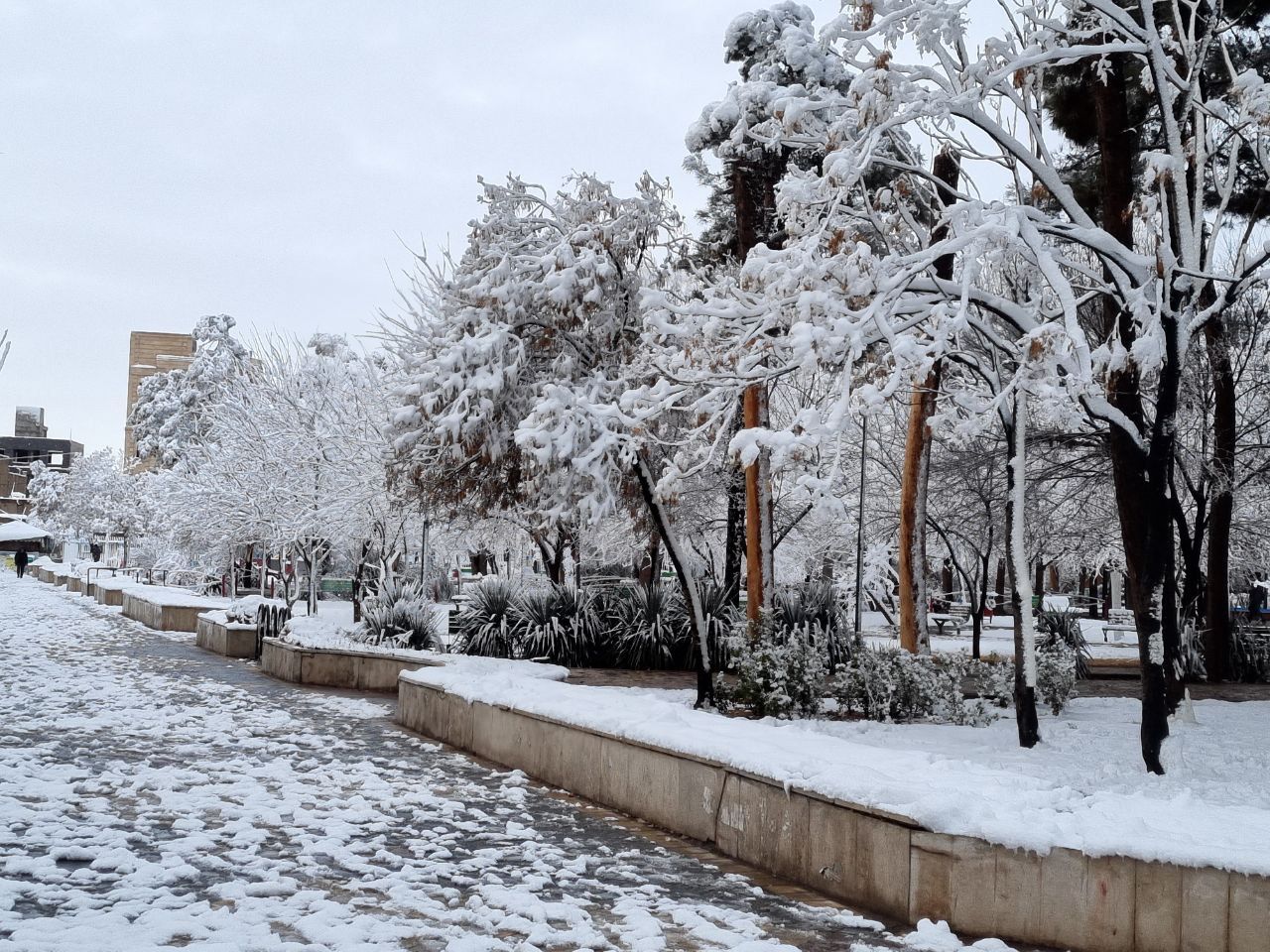 اولین برف زمستانی ساوه را سفیدپوش کرد