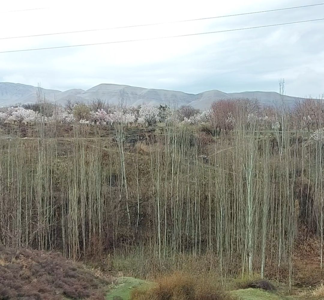 طبیعت بهاری تفرش