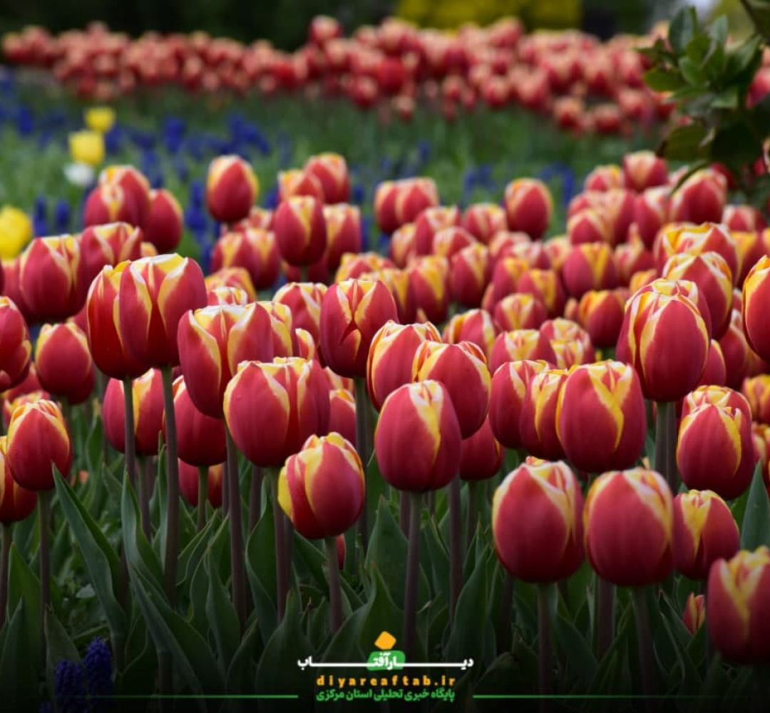 جلوهای از زیبایی بهاری در اراک