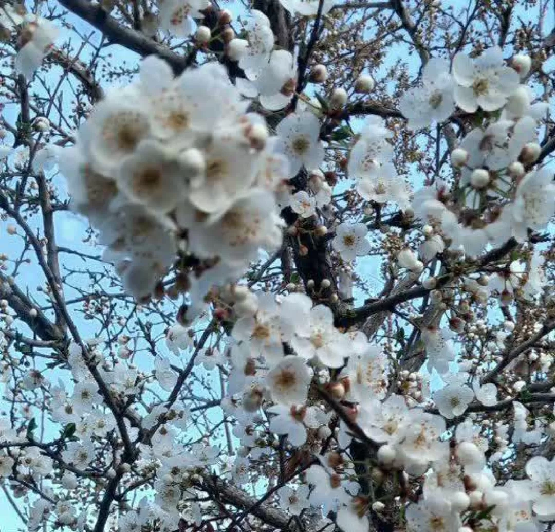 طبیعت بهاری روستای علیشار