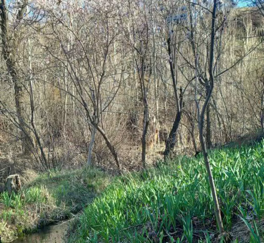 طبیعت بهاری روستای علیشار