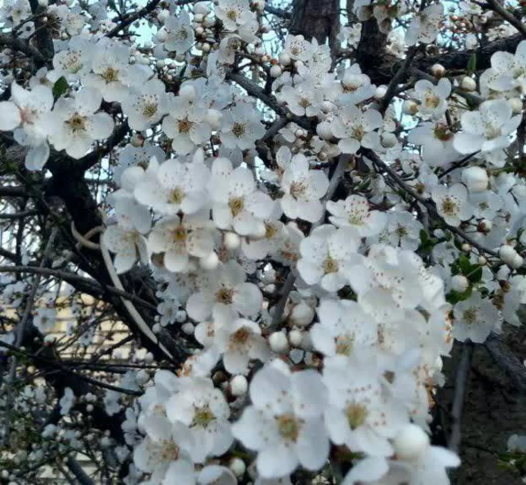 طبیعت بهاری روستای علیشار