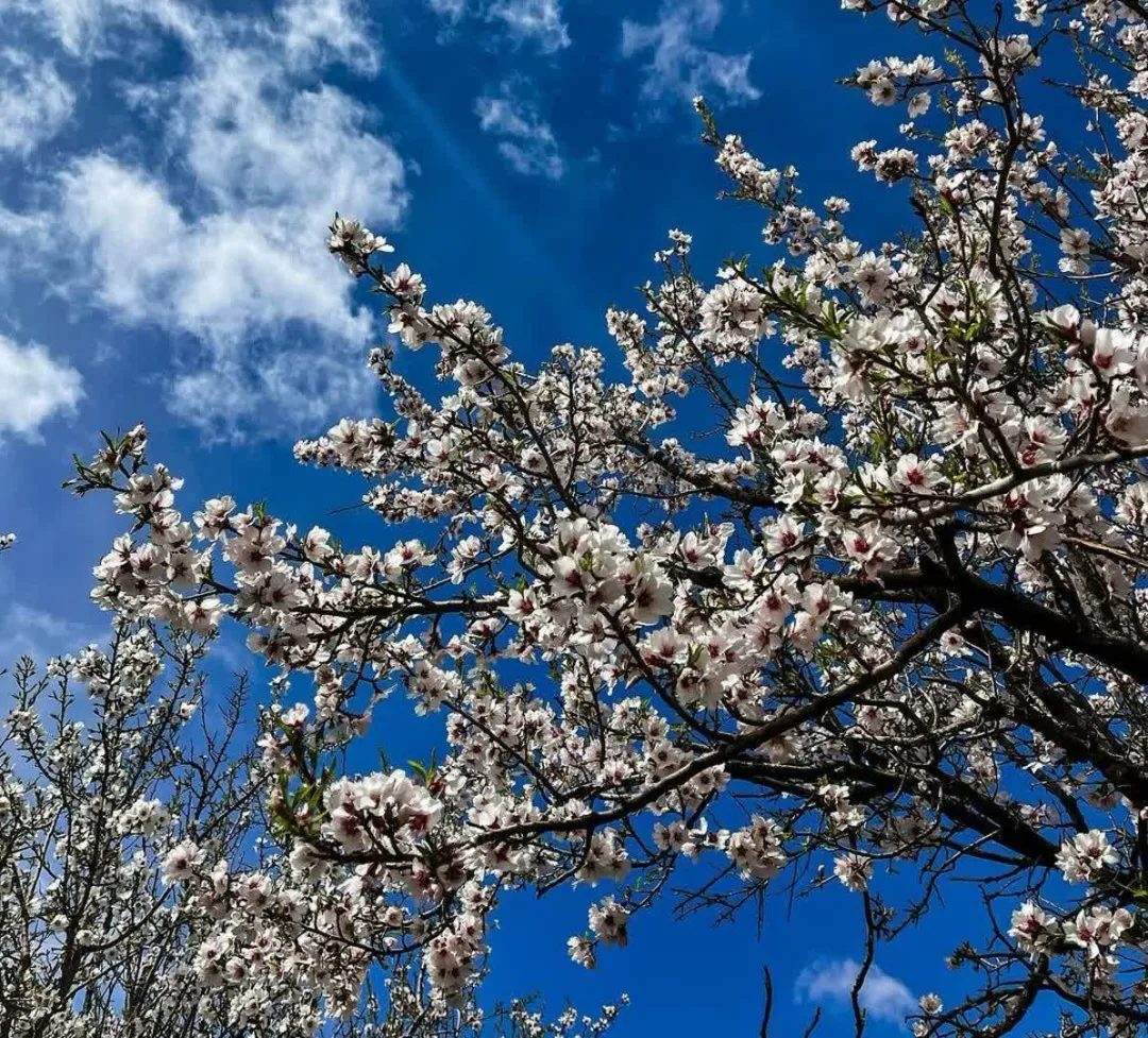 طبیعت بهاری روستای علیشار