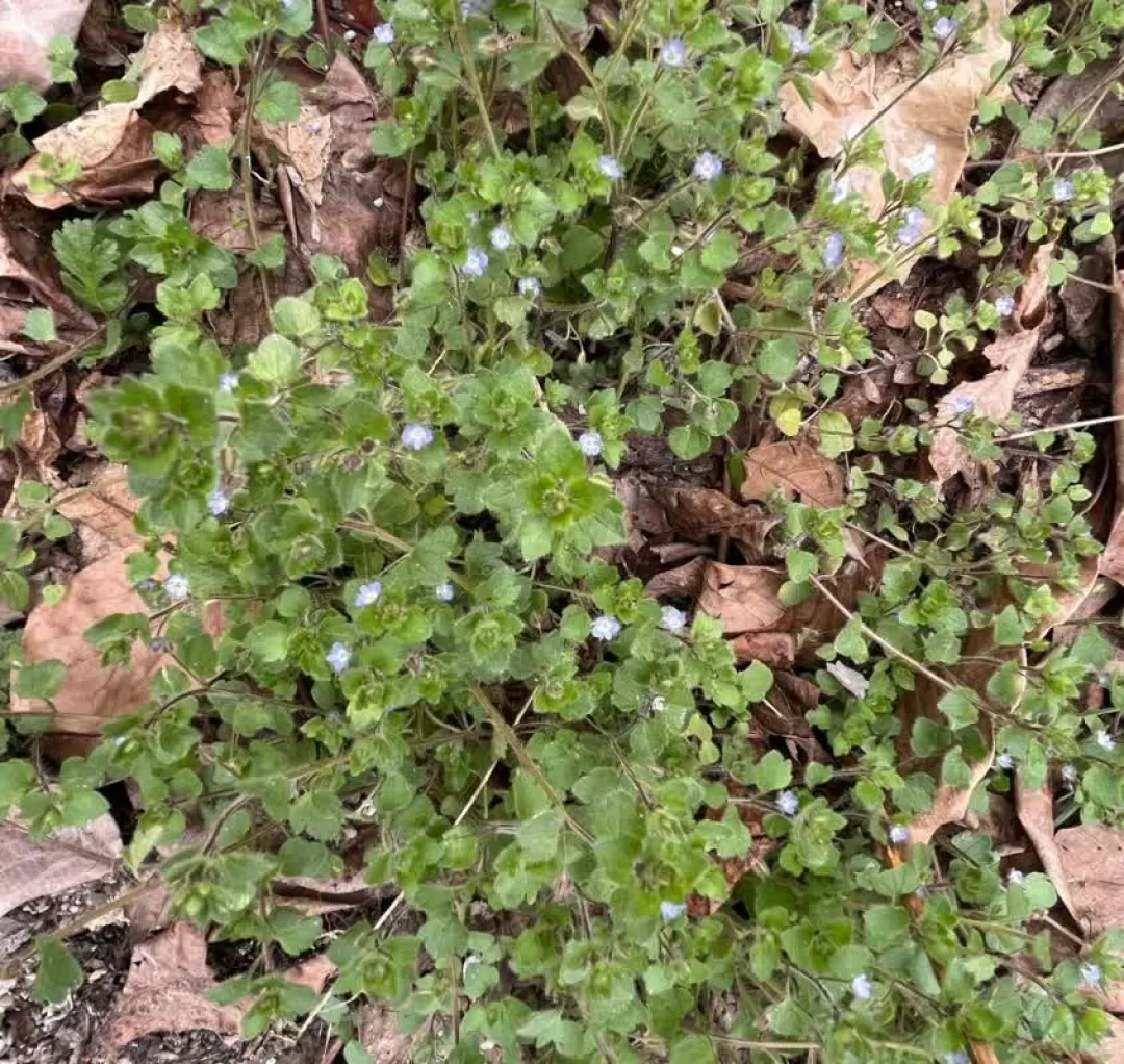 طبیعت بهاری روستای علیشار