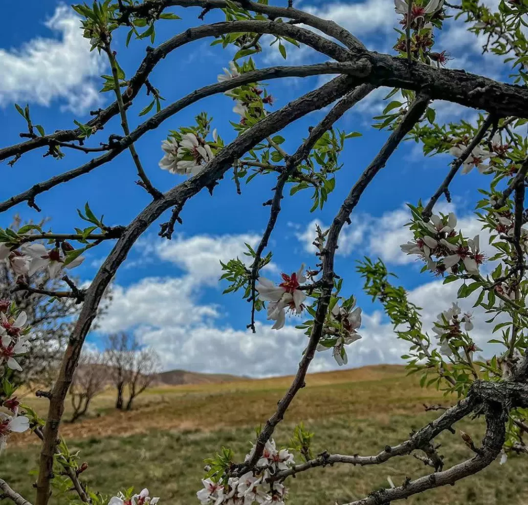 طبیعت بهاری روستای علیشار