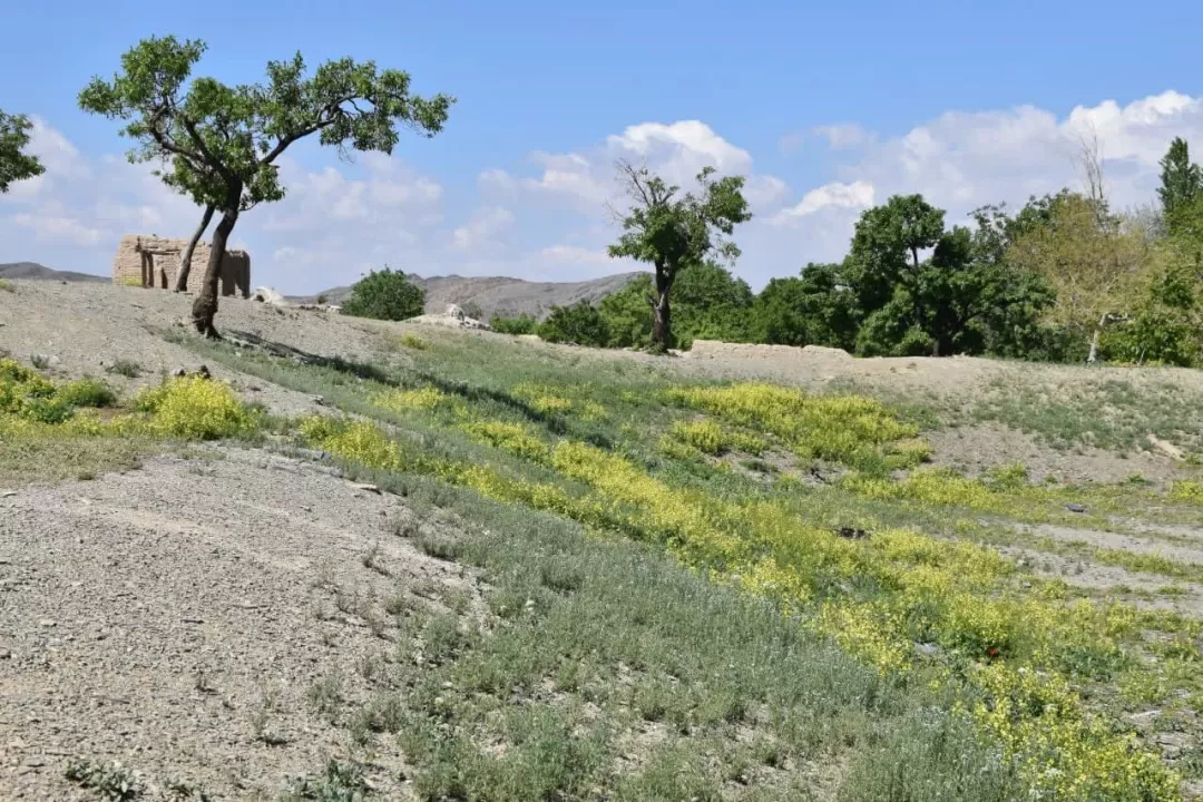 طبیعت بهاری روستای انجدان