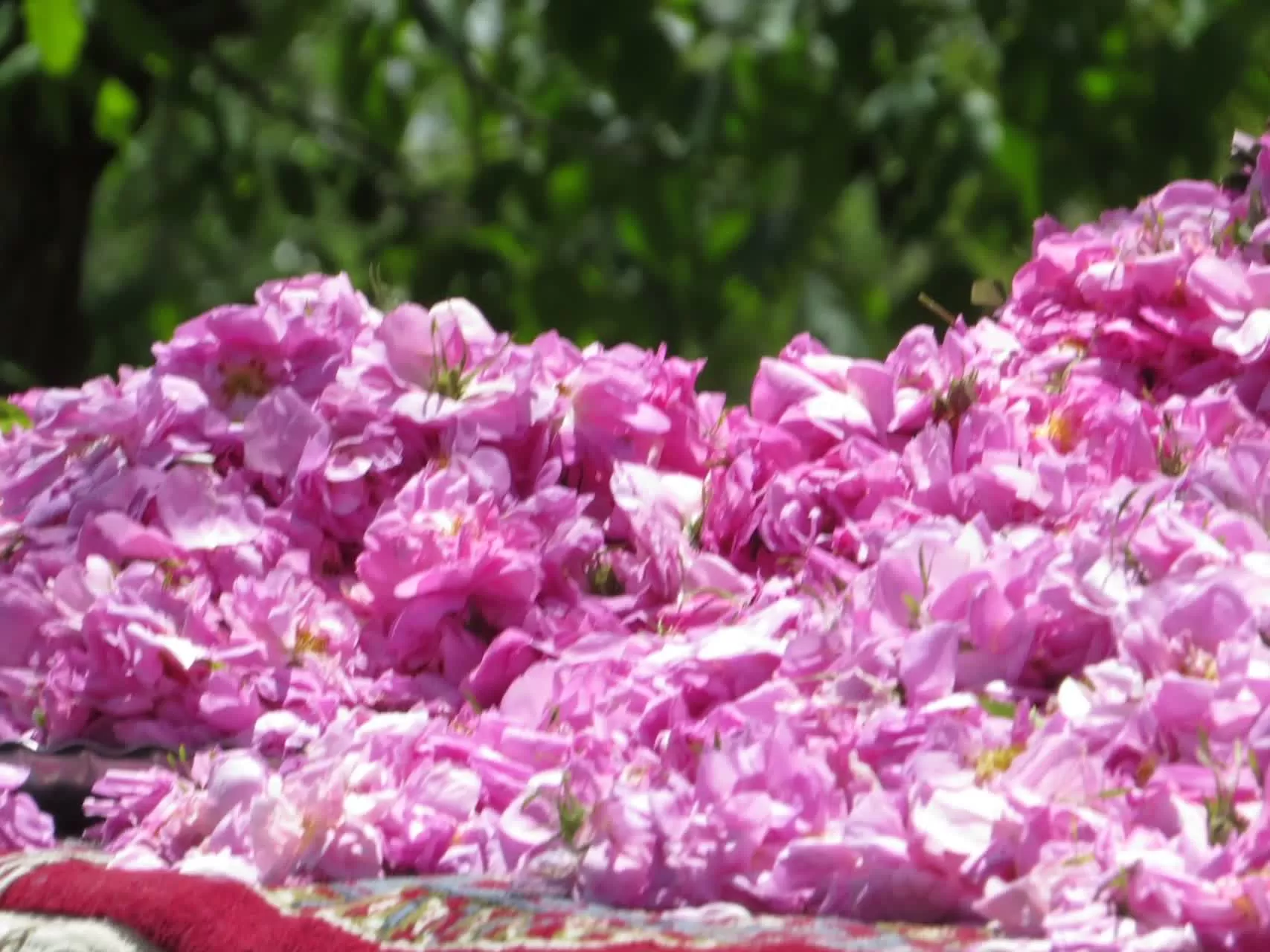 جشنواره گل و گلاب در دلیجان