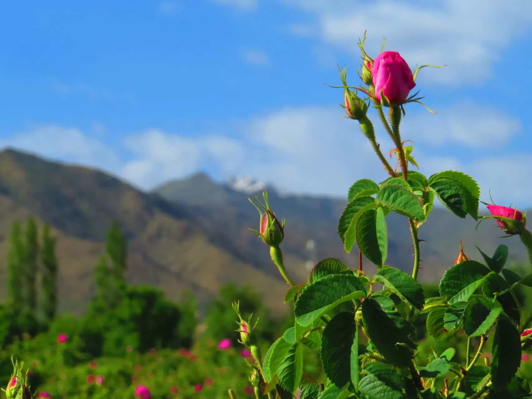 جشنواره گل و گلاب در دلیجان