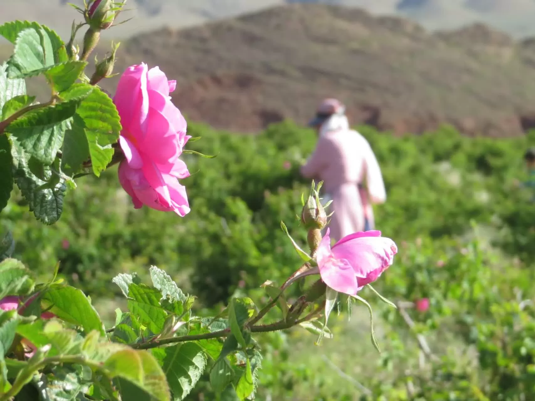 جشنواره گل و گلاب در دلیجان