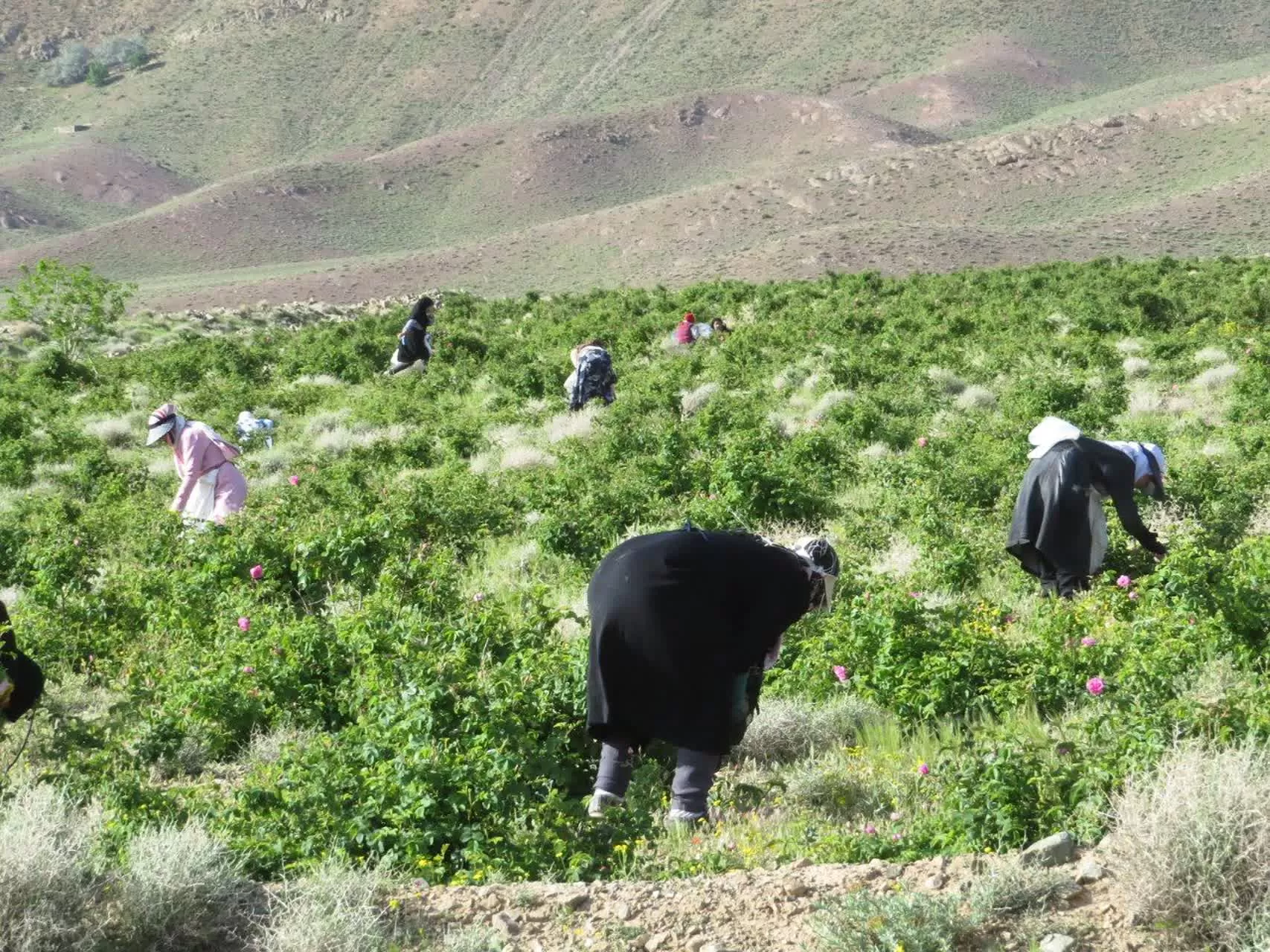 جشنواره گل و گلاب در دلیجان