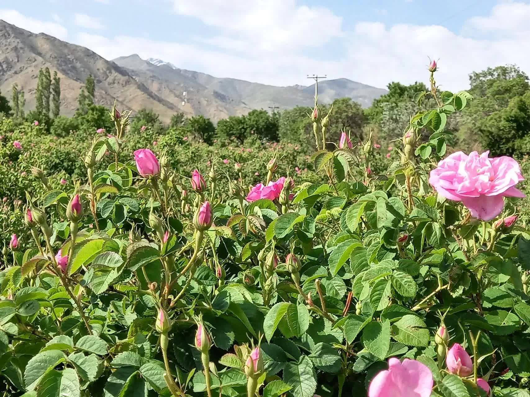 جشنواره گل و گلاب در دلیجان