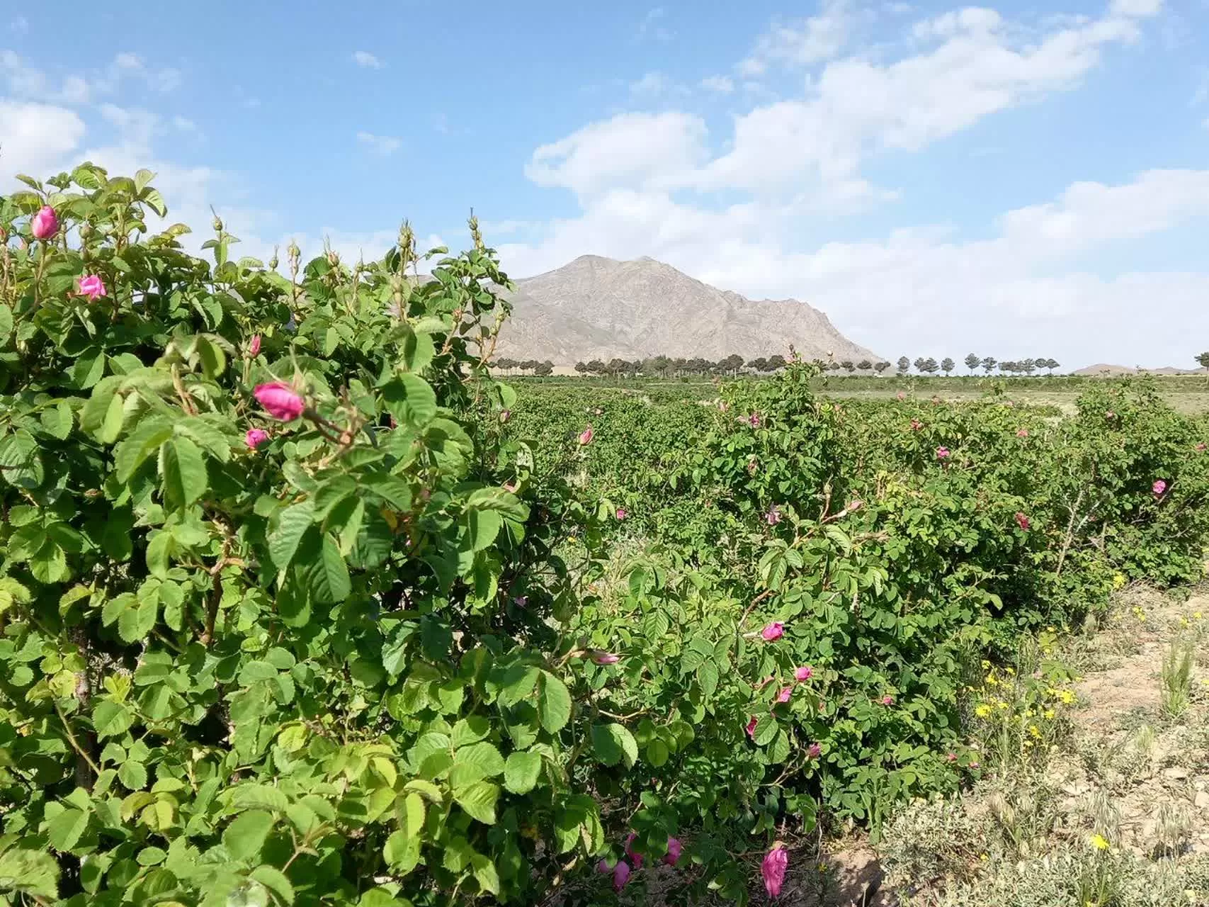 جشنواره گل و گلاب در دلیجان