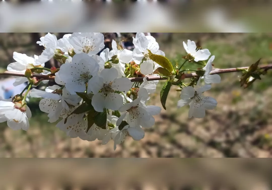 طبیعت زیبای بهاری خنداب