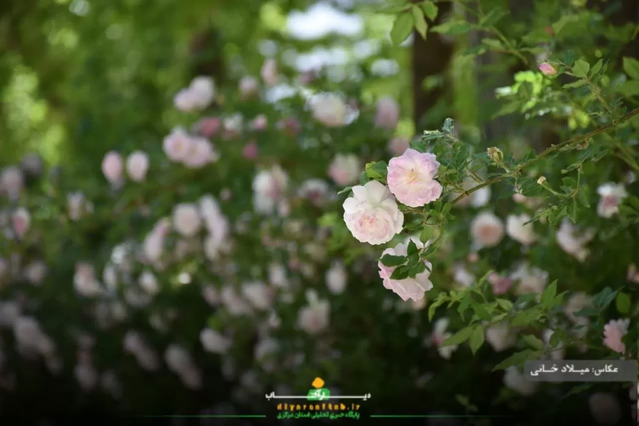 آرامش طبیعت در روستای سورانه