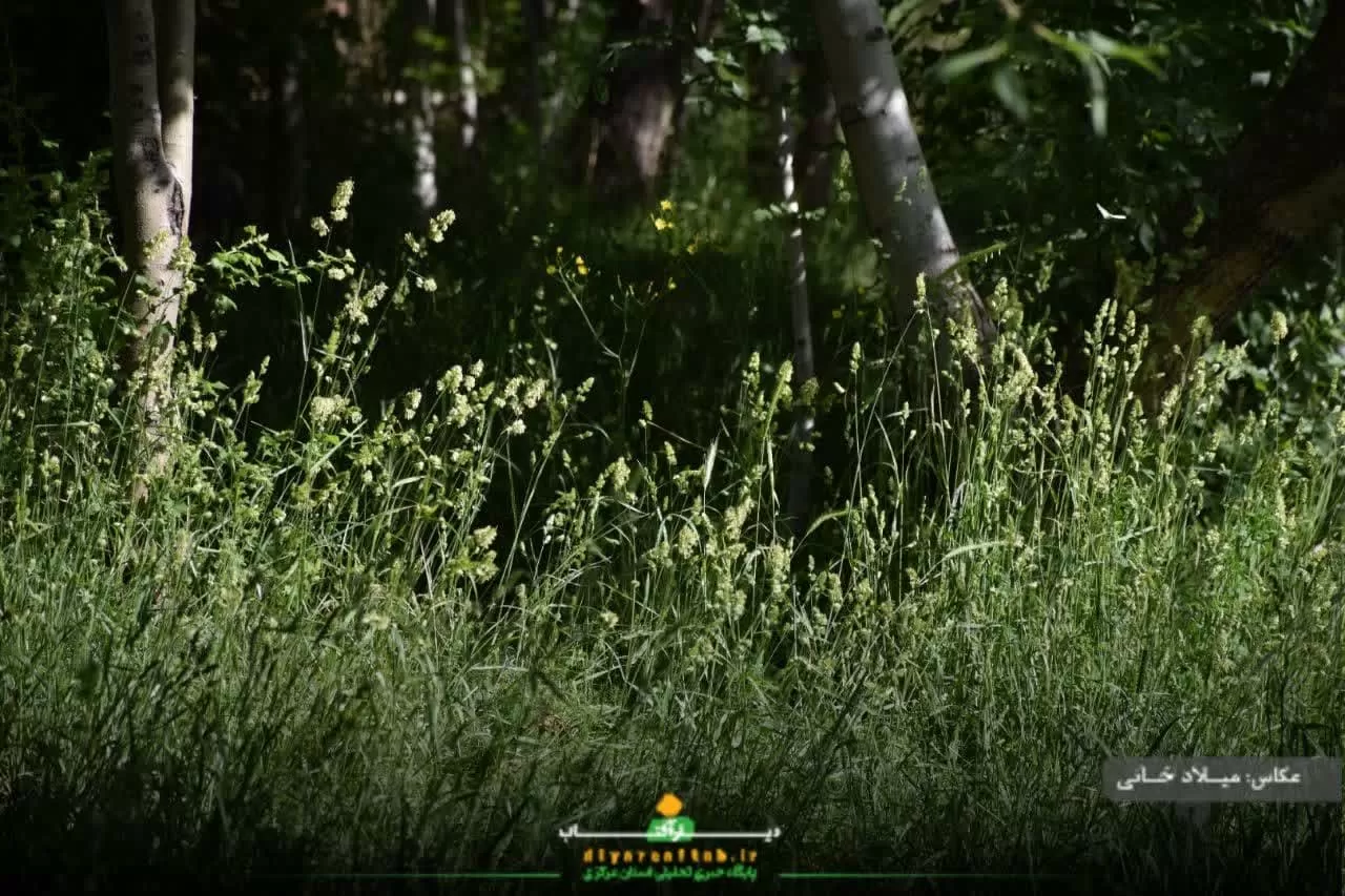 آرامش طبیعت در روستای سورانه