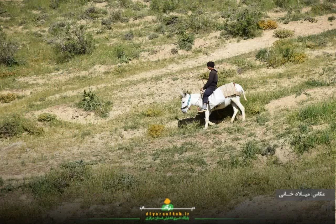 آرامش طبیعت در روستای سورانه