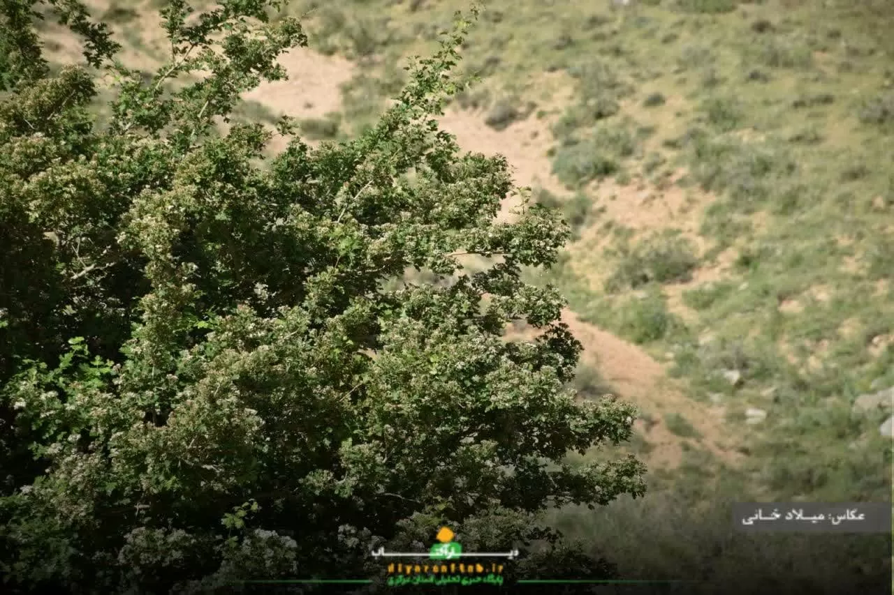 آرامش طبیعت در روستای سورانه