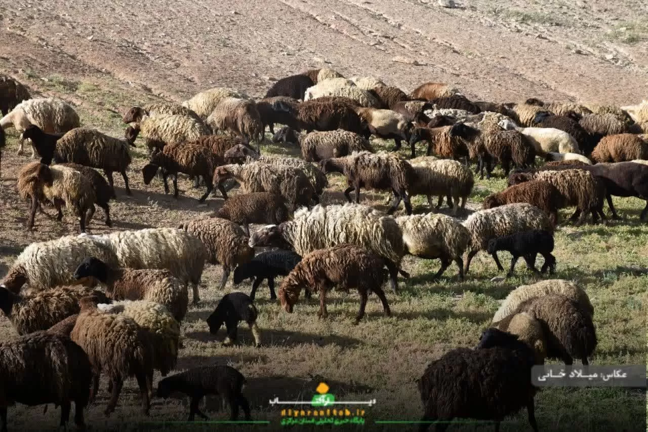 آرامش طبیعت در روستای سورانه