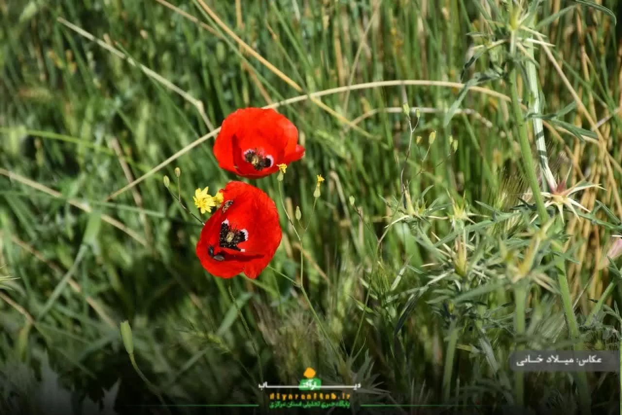 آرامش طبیعت در روستای سورانه