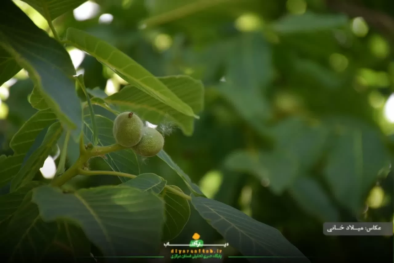 آرامش طبیعت در روستای سورانه