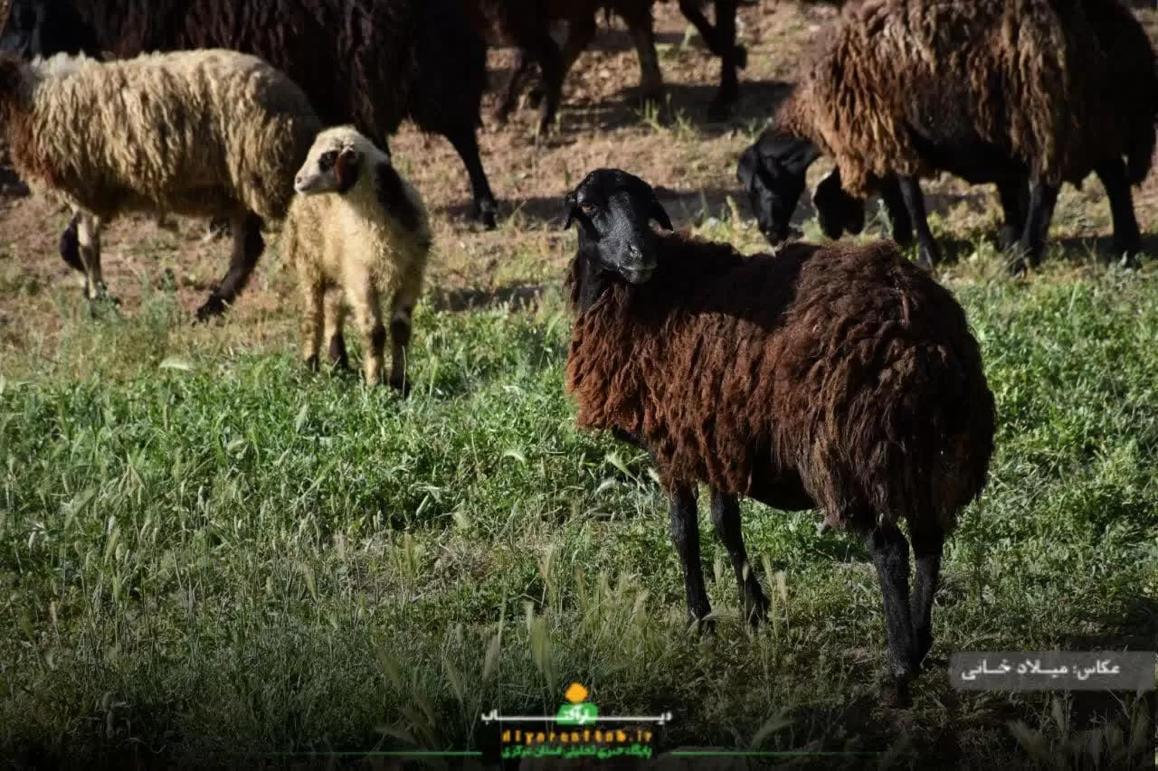 آرامش طبیعت در روستای سورانه